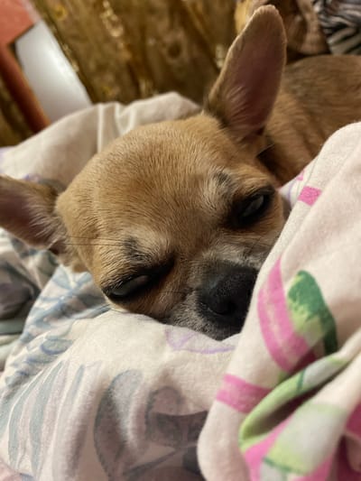 A close-up, eye-level shot shows a small, tan Chihuahua dog sleeping on a bed covered with patterned linens. The dog's face is the central focus, with its eyes partially closed and its snout resting on the fabric. The bedding features a floral pattern with shades of pink, green, and blue. The background is out of focus and appears to be a room interior with soft lighting. The image does not provide any information or visual cues that would allow for the determination of its location within the city of Andzhiyevsky, Russia.