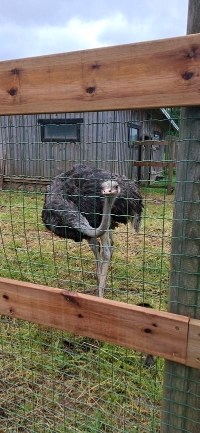 An ostrich is visible behind a wire fence in a grassy enclosure. The ostrich has dark gray feathers and a long neck. It is looking directly at the camera with its head slightly tilted. Behind the ostrich, a rustic wooden building with a window can be seen. The sky is overcast. The location is identified as Kata, Estonia.