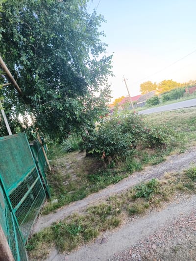 The image captures an outdoor scene on a clear day, likely in Staronizhestebliyevskaya, Russia, given the context. In the foreground, a green metal fence runs along the left side, partially obscuring a dirt path that leads away from the viewer and curves to the right. The path is bordered by dry grass and some scattered green vegetation. To the right of the path, a flowering bush with small pink blossoms is visible. Behind the bush, a large tree with dense green foliage dominates the upper left quadrant of the image. In the background, a paved road is visible, with houses and more trees lining the other side. A utility pole with wires extends upwards into the bright, clear sky, which is tinged with a warm hue, suggesting either early morning or late afternoon. No people or animals are present in the frame, and there are no overt signs of activity. The overall impression is a rural or semi-rural setting in a temperate climate.