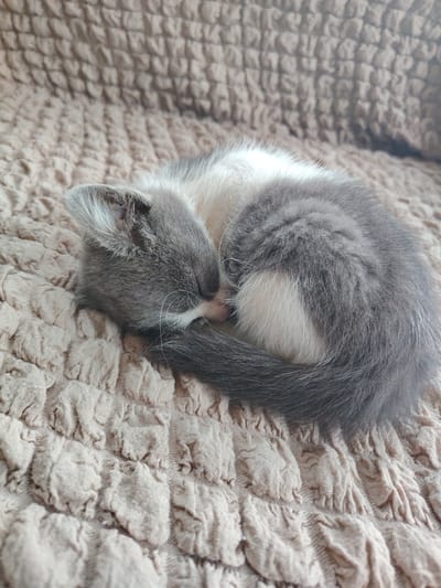 A kitten is curled up and sleeping on a textured, light brown blanket. The kitten is primarily gray and white with a long, gray tail curled around its body. The texture of the blanket appears soft and plush. The location is unknown.