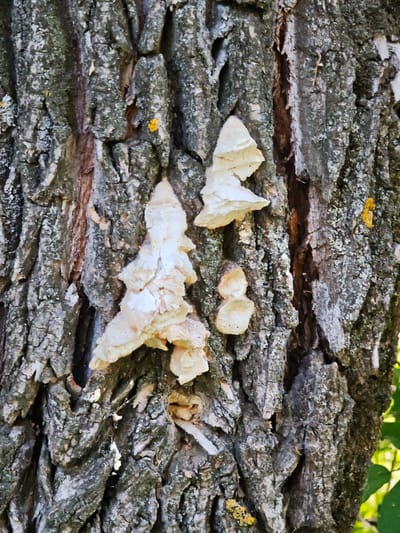 This is a close-up, eye-level, medium shot of the textured bark of a tree, likely in the city of Kovrigino, Russia, given the prompt. Several pale, shelf-like fungi are growing on the bark. The bark itself is rough, with deep crevices and a gray-green color, suggesting it's an older tree. There are also small patches of yellow lichen visible on the bark. The lighting suggests it is daytime, with some shadows cast within the bark's texture. The background is softly blurred, showing hints of green foliage, indicating an outdoor, natural setting. There are no people or animals present in the image.