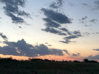 The image shows a rural landscape under a sky transitioning through shades of blue, yellow, and pink, suggesting either sunrise or sunset. A dark tree line and vegetation are present along the horizon, with a field filled with grass and red flowers in the foreground. The clouds are scattered throughout the sky, exhibiting different shapes and varying shades of gray. The location is likely Koniovets, Bulgaria, given the prompt's specification.