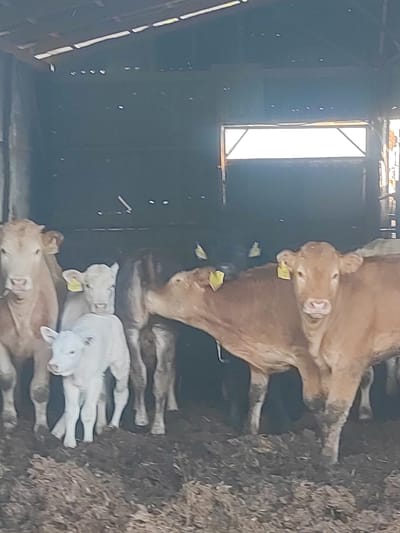 A group of cattle, including several calves, are standing in a barn. The barn appears to be made of wood and has a sloped roof with natural light filtering through gaps. The ground is covered in straw and manure. The cattle are of various colors, including light brown and white. Some of the cattle have yellow ear tags. The scene suggests a farm setting within the Egnatia Municipal Unit of Greece.