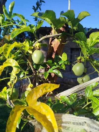 A close-up reveals a passion fruit vine bearing several unripe, green fruits. The vine climbs a rustic, wooden support, with lush green leaves interspersed with yellowing foliage. A blurred building facade is visible in the background. Sunlight bathes the scene, highlighting the textures of the vine, fruits, and weathered wood. The composition evokes a sense of natural growth and tranquility.