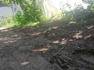 A low-angle, wide shot depicts a gravel path leading towards a grassy incline, partially shaded by overhead foliage and a white, translucent structure. Small, green, round objects, resembling fallen fruit, are scattered across the ground. The terrain is a mixture of dirt, gravel, and dried organic matter. A single, slightly larger green object sits prominently in the foreground, with several more visible further up the slope. The background is filled with lush green foliage and the bright, diffused light filtering through the translucent structure. The scene is set in Liubakhy, Ukraine.