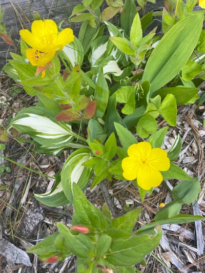 This is a top-down, medium shot of a cluster of yellow flowers and green foliage. The flowers are a bright, sunny yellow with delicate, crinkled petals and prominent stamens. They are surrounded by various types of green leaves. Some leaves are long and lance-shaped, while others are broader and more ovate. Several of the leaves have white variegation, creating a striped pattern. There are also a few reddish-brown leaves, adding a touch of contrast. In the background, the ground is covered with pine needles, small twigs, and a few pieces of gray, weathered wood. The lighting suggests it is daytime, likely outdoors in a natural setting. The scene is peaceful and serene, showcasing the beauty of wildflowers in a natural environment. No people or text are visible. The location context is the Town of Peru, United States of America.