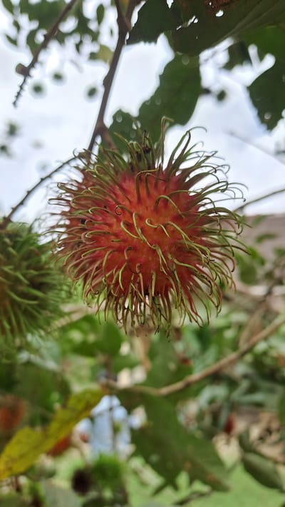 In Meunasahmeucap, Indonesia, a close-up, eye-level shot captures a single rambutan fruit hanging from a branch. The fruit is ripe, displaying a vibrant red skin covered in soft, spiky, green hairs. The background is a blur of green leaves and a pale sky, suggesting an outdoor, natural setting. The focus is sharp on the rambutan, with a slight bokeh effect on the surrounding foliage.