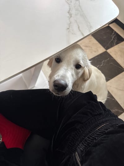 A light-colored dog with dark eyes and a pink nose peers over the edge of a white marble-patterned table. The dog's head is partially obscured by the table. In the foreground, a person wearing black pants and red socks is seated. The floor is tiled with a black and beige checkerboard pattern. The scene appears to be indoors, possibly in a kitchen or dining area. The image was taken in Ptichnoye, Russia.