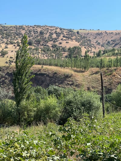 The image depicts a rural landscape under a clear blue sky. In the foreground, there is dense green vegetation with large leaves, appearing to be a field of crops or wild plants. Behind this, a line of trees, some tall and slender and others more bushy, stretches across the mid-ground. Beyond the trees, a dry, brown hillside rises, dotted with sparse, small trees and shrubs. The terrain is uneven, with visible gullies and slopes. A single wooden utility pole with wires is positioned to the right of the frame, partially obscured by vegetation. The overall impression is of a dry, natural environment in a rural setting. This scene is located in Karamazar, Uzbekistan.