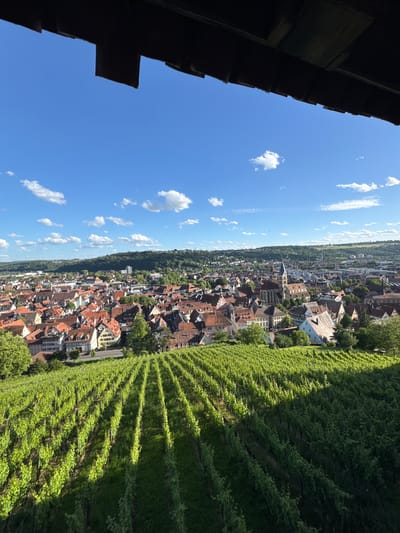 This is a high-angle, medium shot capturing a scenic view of Esslingen am Neckar, Germany. In the foreground, lush green rows of grapevines stretch diagonally across the frame, catching the sunlight and casting shadows. Beyond the vineyards, the historic town of Esslingen unfolds with its characteristic red-tiled roofs and charming architecture. A prominent church spire rises from the densely packed buildings, suggesting the presence of a significant religious structure within the town. The background features rolling, tree-covered hills and a clear blue sky dotted with fluffy white clouds. The overall scene conveys a sense of natural beauty and historical richness.