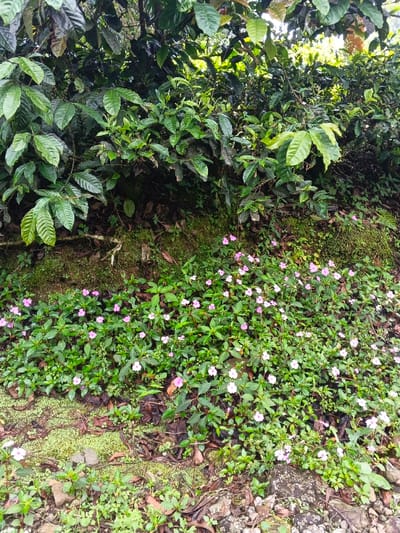 The scene depicts a densely vegetated natural environment in Nanlao, China. The upper two-fifths of the image are dominated by a thick canopy of large, ovate, dark green leaves from trees or shrubs, characteristic of coffee plants. Below this, a moss-covered embankment with exposed roots and small earth mounds slopes downward. The lower three-fifths of the image feature a dense ground cover of small-leafed plants, interspersed with numerous small, five-petaled flowers, predominantly light pink and white. The lowest foreground exhibits patches of exposed earth, scattered brown deciduous leaves, and various small rocks. No human or animal subjects, or artificial structures are present.