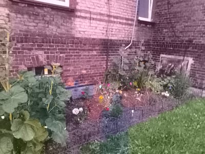 The image depicts a garden bed in front of a red brick building. The garden features a variety of plants, including large-leafed green plants on the left and flowering plants in various colors such as pink, yellow, and red. A decorative metal fence encloses the garden bed. Beyond the garden, a patch of green grass is visible. The building has windows and appears to be an older structure. The lighting suggests it might be daytime, possibly late afternoon or early evening, given the soft light. The overall scene conveys a sense of a well-maintained outdoor space. No people are visible in the image. The location is identified as Katowice, Poland.