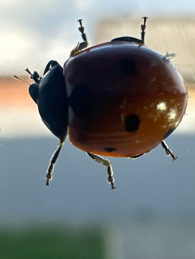 A close-up, low-angle shot captures a ladybug on a glass surface, its body predominantly red with black spots. The ladybug is positioned centrally, appearing to be walking upwards. Its legs are visible, with some appearing to adhere to the glass. The background is softly blurred, showing a light sky with hints of orange and a muted blue-grey expanse. A sliver of green is visible at the bottom, suggesting foliage or a lower surface. The image is sharpest on the ladybug itself, highlighting its textured shell and delicate appendages. No people or structures are visible in the immediate vicinity of the ladybug. The context of Primorsko-Akhtarsk, Russia, is not visually represented in the image.