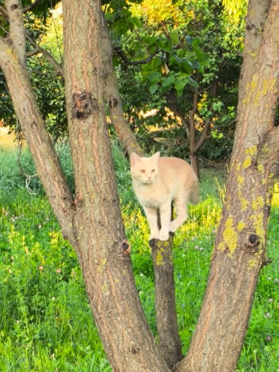 A light-colored cat stands on a tree trunk in a grassy area. The cat is facing the camera with its head slightly tilted. The cat has yellow eyes and light orange fur. The cat is positioned on a branch that splits into two smaller branches. The background is filled with lush green grass and trees. The lighting suggests it is daytime, with sunlight filtering through the leaves, creating dappled light. The scene appears to be outdoors, in a natural setting.