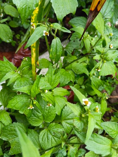 The image displays a close-up view of dense green plant growth, characteristic of ground cover or herbaceous weeds, located in Inaoae, Papua New Guinea. The vegetation consists of numerous broad, vibrant green leaves, many of which are visibly wet with small water droplets. Scattered throughout the foliage are multiple small white flowers, each featuring a distinct yellow central disc. A vertical segment of a variegated plant stem, displaying yellow and green stripes, is present on the left side of the frame. A dried, brown, and pointed leaf or plant fragment partially extends into the upper right portion of the image. No individuals, animals, or active subjects are present in the scene.