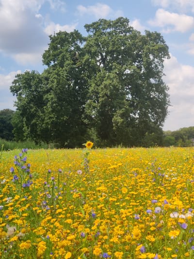An outdoor, eye-level, vertical, medium shot captures a sprawling meadow filled with numerous small yellow and some blue wildflowers. In the foreground and midground, the field is densely packed with these blossoms, creating a vibrant tapestry of color. A single tall sunflower stands prominently in the middle of the field, its yellow petals facing the viewer. Behind the wildflower meadow, a large, mature oak tree with a broad canopy dominates the background. The sky above is blue with scattered white clouds. The scene appears to be set in Isselburg, Germany. There are no people or animals visible in the image, and no discernible actions or interactions are taking place. The environment is natural and tranquil.