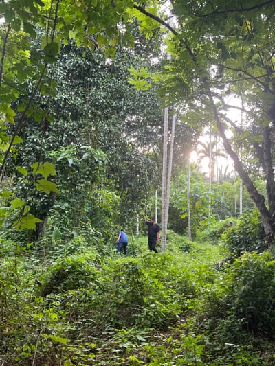 The image depicts a lush, green jungle scene in Aronpirak, Indonesia. The foreground is dominated by dense foliage and trees, with sunlight filtering through the leaves, suggesting it is daytime. Two individuals are present in the middle ground, engaged in an activity. One person, wearing a black shirt and pants, is bent over and appears to be working on something on the ground or tending to plants. Further back, another person in a blue shirt and jeans is also crouched down, similarly occupied.
Several white, vertical structures, possibly poles or part of a support system, are visible throughout the scene, interspersed with the vegetation. These structures are aligned in a way that suggests a path or an organized planting area within the jungle. The overall impression is one of a natural, overgrown environment where human activity is taking place, likely related to agriculture or research. The dense vegetation and the presence of what appear to be coconut trees in the background further reinforce the tropical jungle setting. The lighting indicates it's likely morning or late afternoon, as the sun is angled through the canopy. No text is visible in the image.