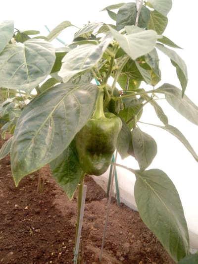 A close-up, eye-level shot shows a green bell pepper plant growing in a greenhouse. The plant has large, dark green leaves and a single, large green bell pepper hangs from a stem in the center of the frame. The pepper is partially obscured by leaves but its shape is clearly visible. The plant is supported by thin stakes. The ground beneath the plant is dark brown soil, with some small pebbles and a few tiny green sprouts visible. The background is bright and out of focus, suggesting the white wall of a greenhouse. The lighting is bright and diffused, indicating daytime. There are no people or animals visible in the image. There is no visible text. The overall impression is one of healthy plant growth in a controlled environment.