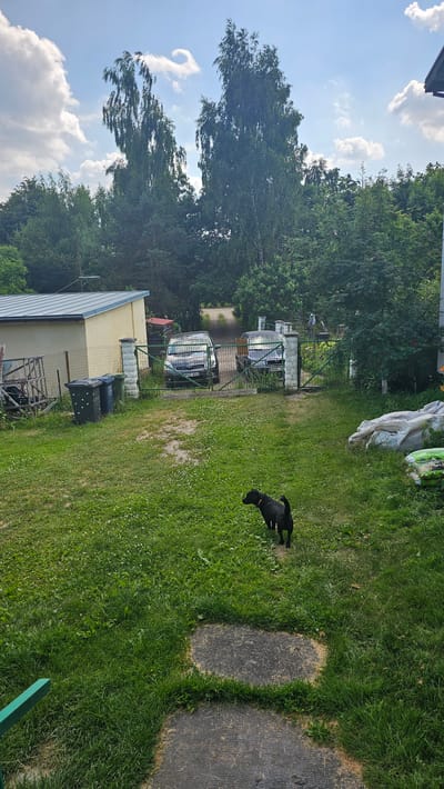 This is a full, eye-level, outdoor shot of a grassy yard in Nemėžis, Lithuania, on a bright, sunny day. The sky is a brilliant blue with scattered white clouds. Tall green trees line the background, casting some shadows on the lawn.
In the middle ground, a small black dog with a red collar is walking across the grass. Two vehicles, possibly vans or minivans, are parked behind a green metal fence. Next to the fence, a yellow building with a grey roof is visible, with several trash bins next to it. Further back, more trees and some fencing can be seen.
The foreground features a neatly mowed green lawn with some small white flowers scattered throughout. Two large, grey, roughly rectangular paving stones are laid into the grass, creating a path. A green wooden bench is partially visible at the bottom right corner of the frame. The overall impression is a peaceful, suburban outdoor scene on a pleasant day. No text is visible in the image.