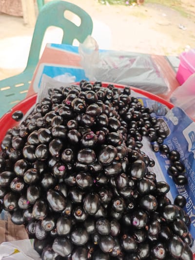 The image shows a close-up of a pile of ripe jamun fruits (also known as Java plum or black plum) in a red plastic bowl. The fruits are dark purple to black, oval-shaped, and glossy. Some fruits have small purple remnants of their stems. The bowl is placed on a table with a newspaper underneath it and a plastic sheet partially covering the table. In the background, a portion of a teal-colored plastic chair and some out-of-focus vegetation and structures are visible. The scene appears to be an outdoor market or roadside stall, likely in Sawang, Indonesia, given the context provided. The lighting suggests it is daytime.