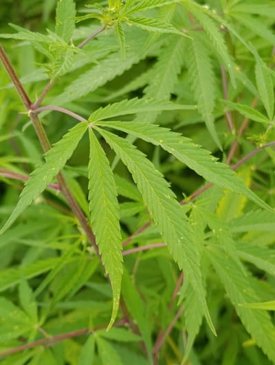 The image shows a close-up view of several green cannabis leaves and stems. The leaves are serrated and palmately compound, with a vibrant green color. Some of the stems are a reddish-purple hue. The background consists of more blurred green foliage, suggesting the plants are growing outdoors in a natural environment. The image does not contain any information about a specific location in Gadherni, India, nor does it depict any people, actions, or interactions. The overall scene is that of a cannabis plant.