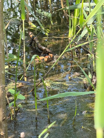 The image shows a close-up of a shallow, murky body of water surrounded by tall, green reeds. A single green frog is visible in the water, partially submerged and facing to the left. The frog is the primary subject, with its head and part of its body clearly visible. The water appears still and reflects the surrounding vegetation and sky. The overall environment suggests a natural wetland or pond area. The location is identified as Gushchino, Russia.