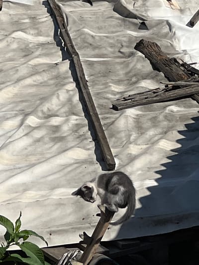 The image depicts a cat perched on a wooden beam atop a white, creased surface, possibly a tarp or sheeting. The scene is outdoors, with a shadow cast by the cat and the beam onto the white surface. Debris, including several pieces of weathered wood, are scattered around the area. In the lower left corner, green leaves of a plant are visible. The lighting suggests it is daytime, with sunlight creating strong contrasts. The location is identified as Karabunar, Bulgaria.