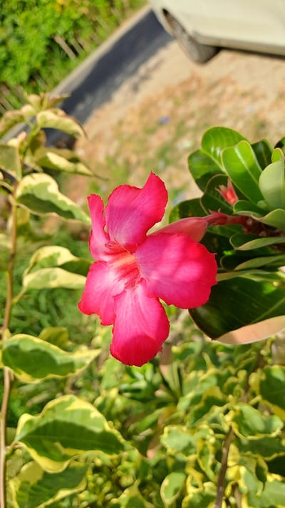 The image shows a close-up of a vibrant pink Adenium flower, also known as a Desert Rose, in bloom. The flower has five petals, with the edges appearing ruffled and a lighter pink gradient towards the center. The center of the flower has a striking red hue. The flower is surrounded by lush green leaves, some of which have variegated yellow edges. A closed pink bud can be seen to the right of the open flower. In the background, out of focus, is a dirt path with some dry vegetation and what appears to be the side of a light-colored vehicle. The setting suggests an outdoor environment, likely a garden or roadside in a tropical or subtropical region. This specific location is identified as Kruengjuli Timu, Indonesia.