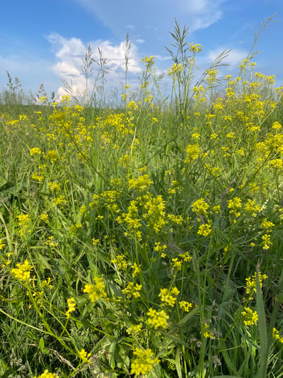 A vertical, eye-level medium shot captures a field of wild yellow flowers and tall grasses under a partly cloudy blue sky. The foreground is dominated by the vibrant yellow flowers, with their delicate petals clustered on thin green stems. The flowers are densely packed, creating a textured carpet of yellow and green. In the background, the grasses grow taller, their thin stalks reaching towards the sky. The sky above is a bright blue, punctuated by scattered white clouds that are illuminated by the sun. The scene appears to be a natural landscape, possibly a meadow or a roadside verge, indicative of the rural setting of Il'inka, Russia. No people or animals are visible in the frame. The lighting suggests it is daytime, likely late morning or early afternoon. The focus is sharp on the flowers in the foreground, with a slight softening of detail in the background grasses and sky.