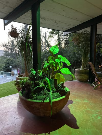A photograph taken from an outdoor space shows a potted plant, possibly located in El Oasis Valsequillo, Mexico. The pot itself is a large, earth-toned ceramic vessel, containing a mix of plants, including lush green foliage and ferns. The pot is positioned on a light-colored, hexagonal tiled surface. Behind the plant, there is a view of the outdoor environment, including trees, other greenery, and possibly parts of buildings or structures. The photo is taken at a time with lower light conditions. The camera angle is slightly tilted, giving a unique perspective of the scene. The overall composition suggests a blend of indoor and outdoor elements in a residential or garden setting.