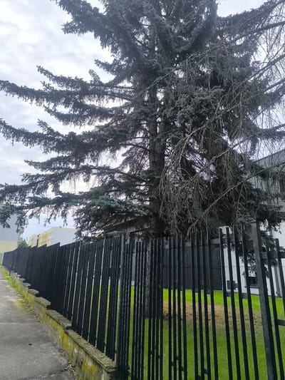 A dark, overcast day in Katowice, Poland, is depicted in this outdoor scene. A tall, mature conifer tree with dense, dark green needles and some dead, twiggy branches dominates the frame. The tree's branches extend horizontally, partially obscuring the sky and a modern building with white and yellow facades visible in the background. In the foreground, a black metal fence with vertical bars runs along the edge of a concrete sidewalk. The fence is mounted on a low concrete wall, which is partially covered in moss and vegetation. A patch of green grass is visible beyond the fence. The overall impression is one of a well-maintained, albeit somewhat somber, urban environment. There are no people or animals present in the image.