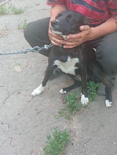 The image shows a black and white dog being held by a person. The dog is sitting on the ground, which appears to be asphalt or concrete with some dirt and small plants growing through it. The dog has a white chest and white paws. The person's hands are around the dog's head, and they are wearing dark pants and a red and blue striped shirt. A leash is attached to the dog's collar and extends to the left of the frame. The scene appears to be outdoors, possibly in a rural or suburban area given the ground texture and sparse vegetation. The lighting suggests it is daytime. There is no visible text in the image. The dog's expression is difficult to discern clearly, but the person's embrace suggests a moment of care or comfort. The setting could be Berezivka, Ukraine, as indicated by the location context.
