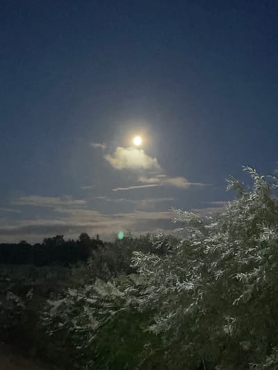 The image depicts a moonlit landscape with the moon prominently displayed in the upper center of the frame. The sky is a deep blue, with scattered clouds partially obscuring the moon. In the foreground, there is dense foliage, including ferns and leafy branches of a tree, which are illuminated by the moonlight. The background shows a dark silhouette of trees and vegetation, suggesting a rural or natural setting. There are no people or man-made structures clearly visible. The overall scene conveys a serene and tranquil nighttime atmosphere. The location is identified as Maiņas, Latvia, though no specific landmarks or urban features are evident to confirm this.