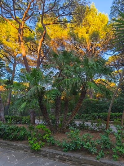 The image depicts a sun-drenched garden scene, likely in Castiglione della Pescaia, Italy, given the characteristic Mediterranean flora. The foreground features a stone-lined flower bed with low-lying green shrubs and a textured stone pathway. Behind this, several palm trees with their distinctive fronds are prominent, some of which appear clustered together, suggesting a natural planting or a well-established garden. Towering pine trees with rough, reddish-brown bark dominate the background, their upper branches and foliage illuminated by the warm glow of the setting or rising sun, casting long shadows. The sky is a clear, vibrant blue. The overall impression is one of a serene and lush outdoor space, bathed in natural light. No people are visible in the frame.