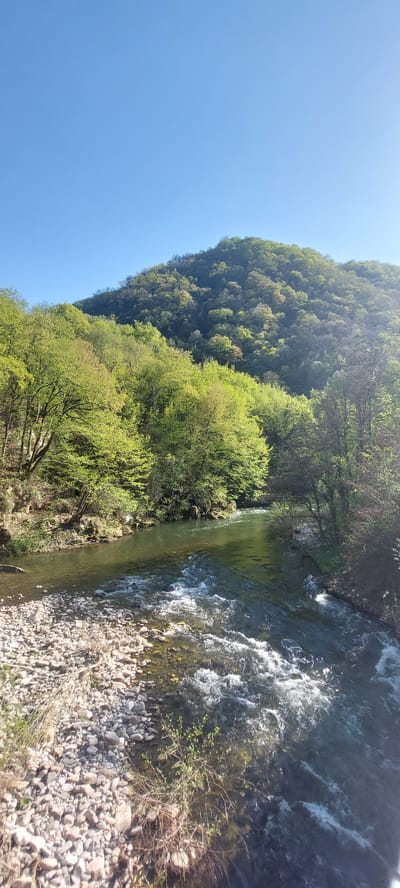 The image shows a scenic view of a river flowing through a forested area in Бачковски манастир, Bulgaria. The river, characterized by clear water and some rapids, runs alongside a rocky shoreline. A dense forest, composed of trees with lush green foliage, covers the adjacent hillside. The sky is clear and blue. The orientation of the image is vertical.