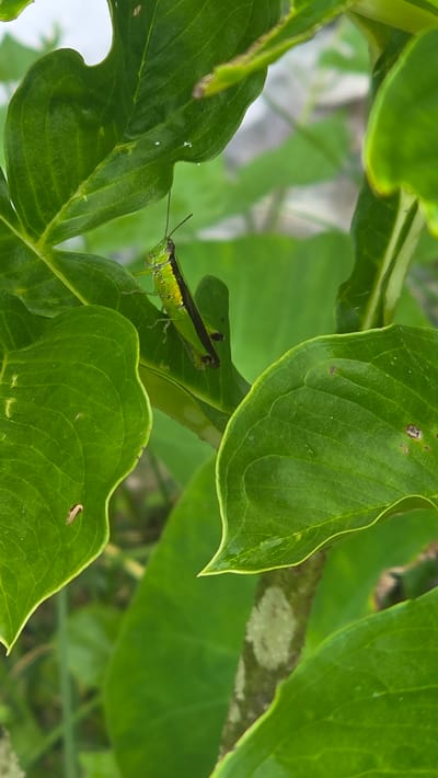 The image shows a bright green and black grasshopper perched on a large, glossy green leaf in Pante Aree, Indonesia. The grasshopper is positioned in the lower left quadrant of the image, and the leaves fill the rest of the frame. The background appears to be a blur of more foliage and possibly some light grey structures.