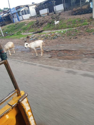 The image shows a roadside scene in Lokoja, Nigeria, with several goats present. In the foreground, a blurry yellow structure, likely part of a vehicle or cart, is visible on the left. A road with a textured surface stretches across the middle ground, where two white goats are standing. One goat is facing away, while the other faces towards the camera. Further in the background, a white goat stands on a grassy embankment adjacent to a row of buildings and structures. The buildings appear to be low-rise, with corrugated metal roofs and visible construction materials. The environment is generally unkempt, with scattered debris and vegetation along the roadside and around the buildings. The overall impression is of a typical street scene in a developing urban area.