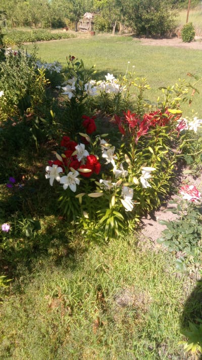 This media file depicts a vibrant flower bed in a garden setting, likely in Pereiaslav, Ukraine. The focal point is a dense arrangement of lilies in various colors, predominantly white and deep red, with some red lilies also visible. The flowers are in bloom, with some buds still present, suggesting it's summer. The scene is bathed in bright sunlight, casting shadows from the plants and indicating a clear, sunny day.
The garden appears lush and well-maintained, with green grass surrounding the flower bed. In the background, a wooden structure, possibly a well or a small shed, is partially visible amidst trees and foliage. The overall impression is one of a peaceful, idyllic rural or suburban backyard. There are no people or discernible activities taking place; the focus is purely on the natural beauty of the garden. The presence of different types of greenery and the warm, natural lighting contribute to a feeling of serenity and the enjoyment of nature. No text is visible in the image.