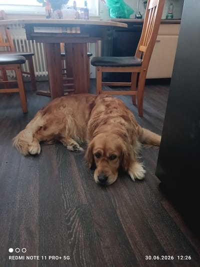 A golden retriever dog is lying on a dark wood-grain floor. The dog is in the foreground, with its head resting on the floor and its body stretched out. Behind the dog, a wooden dining table with chairs is visible. The table is round and made of light-colored wood, with a dark stained base. Two chairs with dark seats and wooden frames are positioned around the table. In the background, kitchen cabinets and appliances are partially visible, along with a window with white blinds. A black, tall cabinet or appliance is on the right side of the frame. The overall scene appears to be an indoor residential setting, likely a kitchen or dining area. The image is dated 30.06.2026 at 12:26. The device used to take the photo is a REDMI NOTE 11 PRO+ 5G.
