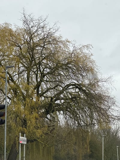 The scene depicts a roadside view at the junction of Roundacre and Southernhay/Cranes Farm Road in Basildon, United Kingdom, under an overcast sky. A large, mature weeping willow tree occupies the left and center of the frame, characterized by numerous gnarled, bare branches interspersed with early spring yellow-green foliage or catkins. The tree's bark and branches show signs of moss or lichen growth. In the left foreground, a grey utility pole supports a vertical stack of black traffic signal lights. Below the traffic lights, a secondary grey pole displays a white rectangular road sign with a red border and a left-pointing arrow, bearing the text "All Routes." The red border and lettering exhibit a reflective or illuminated quality. The background on the right consists of several additional bare-branched deciduous trees and two white streetlights with dark fixture tops. A small, indistinct, light-colored blur is visible within the upper branches of the willow tree. No individuals or active interactions are depicted.