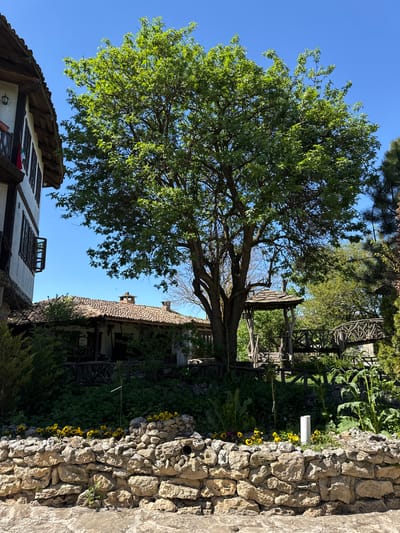 The image depicts a scene in Kalimantsi, Bulgaria, showcasing a lush tree standing tall between two buildings, all against a clear blue sky. To the right, there is a stone wall with yellow and purple flowers growing beside it. Behind the wall, there appears to be a wooden structure or platform. In the lower-left corner, a fragment of a building is visible, showing white walls, dark-framed windows, and a small Bulgarian flag. The other building, also visible to the right of the tree, exhibits an old-style tiled roof and wooden architectural details. The general environment looks like a garden or backyard setting in a rural or historical part of the city.