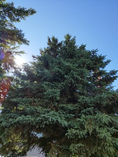 A low-angle shot looks up at the dense evergreen branches of a large spruce tree against a clear blue sky. The sun shines through the upper left branches, creating lens flare and highlighting the needles. The bottom of the image shows the lower branches of the tree, some of which hang down to partially obscure a white building. The overall scene is natural and the setting appears to be outdoors, possibly in a residential area given the presence of the building.