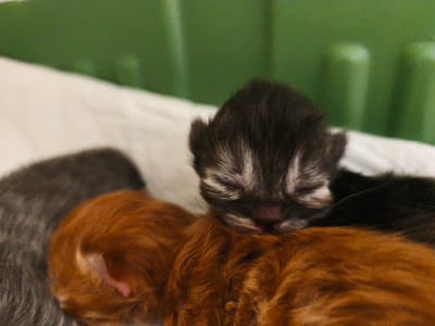 The image shows a close-up of three newborn kittens huddled together. The kitten in the foreground is a tabby with black and white markings. Its eyes are closed and it appears to be asleep. Next to it is an orange tabby kitten, also with its eyes closed. Behind them is a gray kitten. The kittens are lying on a white surface, possibly a blanket. In the background, there is a blurred green surface, which could be a wall or a piece of furniture. The image is taken in a dimly lit room. The setting is not specified as being in Morąg, Poland.