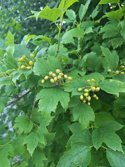 The image shows a close-up view of a green leafy plant with clusters of small, unripe berries. The berries are oval-shaped and light green with some hints of pinkish-red. They are growing in bunches on thin stems, attached to branches with large, lobed green leaves. The leaves are textured with prominent veins and have serrated edges. The background is a blur of more green foliage and some dappled light, suggesting an outdoor setting. No people or specific city landmarks are visible in the image. The scene is consistent with a plant in a garden or natural environment within Васильково, Russia.