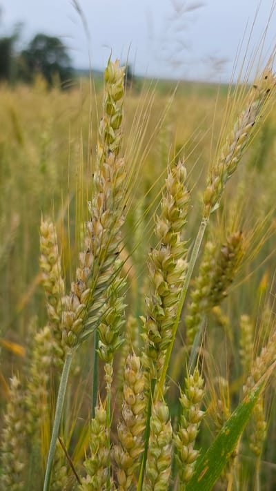 The image shows a close-up view of wheat stalks in a field. The wheat is predominantly golden-yellow with some green hues, indicating it is nearing ripeness. Several stalks are in focus, with their spiky heads and long, thin leaves clearly visible. The background is a blur of more wheat fields and a hint of trees and the sky, suggesting an agricultural setting. The lighting appears overcast, creating a soft, diffused light across the scene. There are no people or animals visible in the image. The overall impression is one of natural beauty and the bounty of a harvest. This scene is located in Пацейкаўскі сельскі Савет, Belarus.