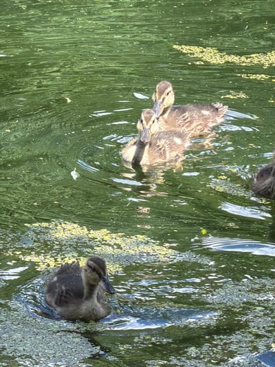 This media file captures a scene of several ducklings swimming in a pond or body of water. The water is a rich green, suggesting it is either algae-filled or reflecting lush vegetation. Scattered across the surface are small, bright yellow clusters, possibly pollen or aquatic plants, and also some white debris.
The primary subjects are the ducklings, which appear to be young and downy. In the center-left of the frame, a group of ducklings are clustered together, their small heads and bodies visible as they paddle. To the right, another duckling is slightly more isolated, looking to its left. The ducklings have brown and tan markings. Their reflections are visible in the water, distorted by the ripples and the light.
The overall impression is a natural, outdoor setting. The sunlight creates reflections on the water's surface, indicating it is daytime, likely with clear or partly cloudy weather. The scene evokes a sense of peace and the typical activity of young waterfowl in their natural habitat. No text is visible in the image.