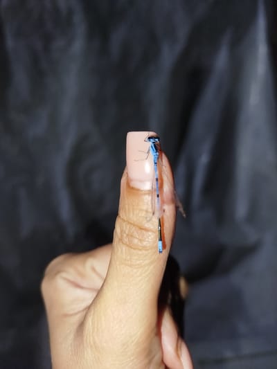 A close-up, low-angle shot shows a thumb with a light pink nail against a dark, out-of-focus background. A small, bright blue and black damselfly is perched on the thumbnail. The damselfly's body is segmented with alternating blue and black sections, and its delicate wings are visible. The thumb is positioned towards the left of the frame, with the nail extending towards the top. The lighting highlights the textures of the skin and the damselfly. The scene is likely indoors or in a shaded outdoor area due to the dark background and controlled lighting. The precise location within Баравухскі сельскі Савет, Belarus, cannot be determined from the visual information provided.