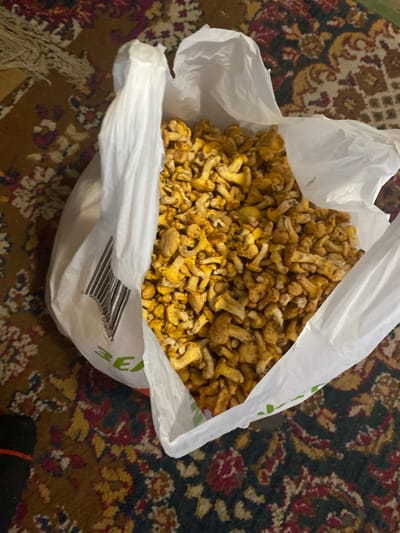 A white plastic bag filled with chanterelle mushrooms is placed on a patterned rug. The bag has a barcode printed on its side. The mushrooms are small and golden yellow. The rug has a complex design with red, yellow, and dark blue colors. The scene is lit from above. The location is Ihnatpil, Ukraine.