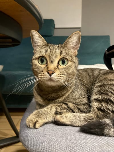 A tabby cat with green eyes and long white whiskers is lying on a gray upholstered surface, possibly a chair or sofa. The cat is facing the camera and its front paws are crossed. In the background, a teal-colored sofa or bench is visible, along with a portion of a wooden table with a dark rim. The lighting suggests an indoor setting. There is no visible indication of the city of Svobody, Russia, in this image.