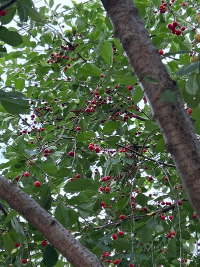 The image shows a close-up view of a cherry tree laden with ripe cherries. The cherries are predominantly a bright red color, with some appearing slightly lighter or on the verge of ripening. They are clustered on thin stems, hanging from the branches amidst vibrant green leaves. The branches of the tree are brown and textured, with a particularly thick, textured trunk dominating the right side of the frame. The background consists of a light sky, suggesting it is daytime. The scene is set outdoors, within the rural landscape of Gorna Mitropolia, Bulgaria. There are no people or any visible human interaction in the image. The focus is solely on the natural bounty of the cherry tree.